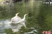 咸宁吉林：罕见白鸬鹚连续两年“故地重游”